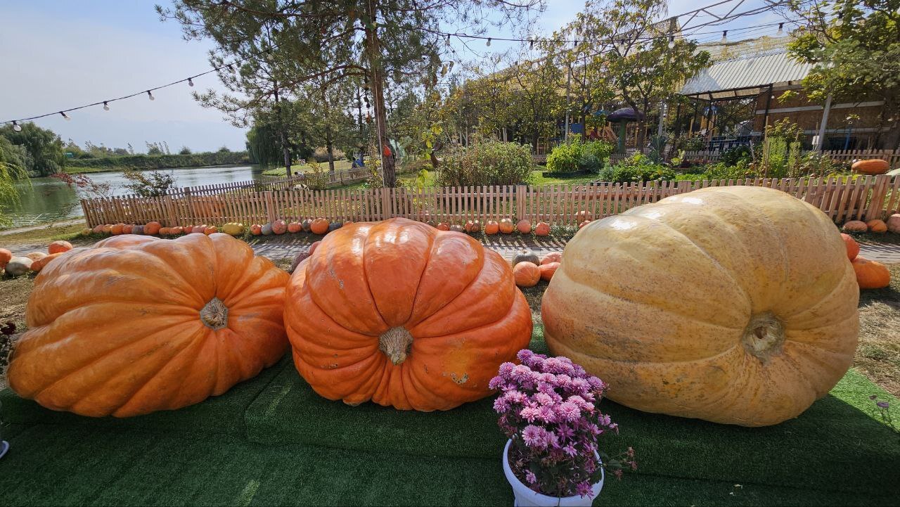 The Great Journey of the Big Pumpkins to Kazakhstan - My, Plants, Garden, Gardening, Garden, Vegetables, Pumpkin, Kazakhstan, Library, Video, Longpost