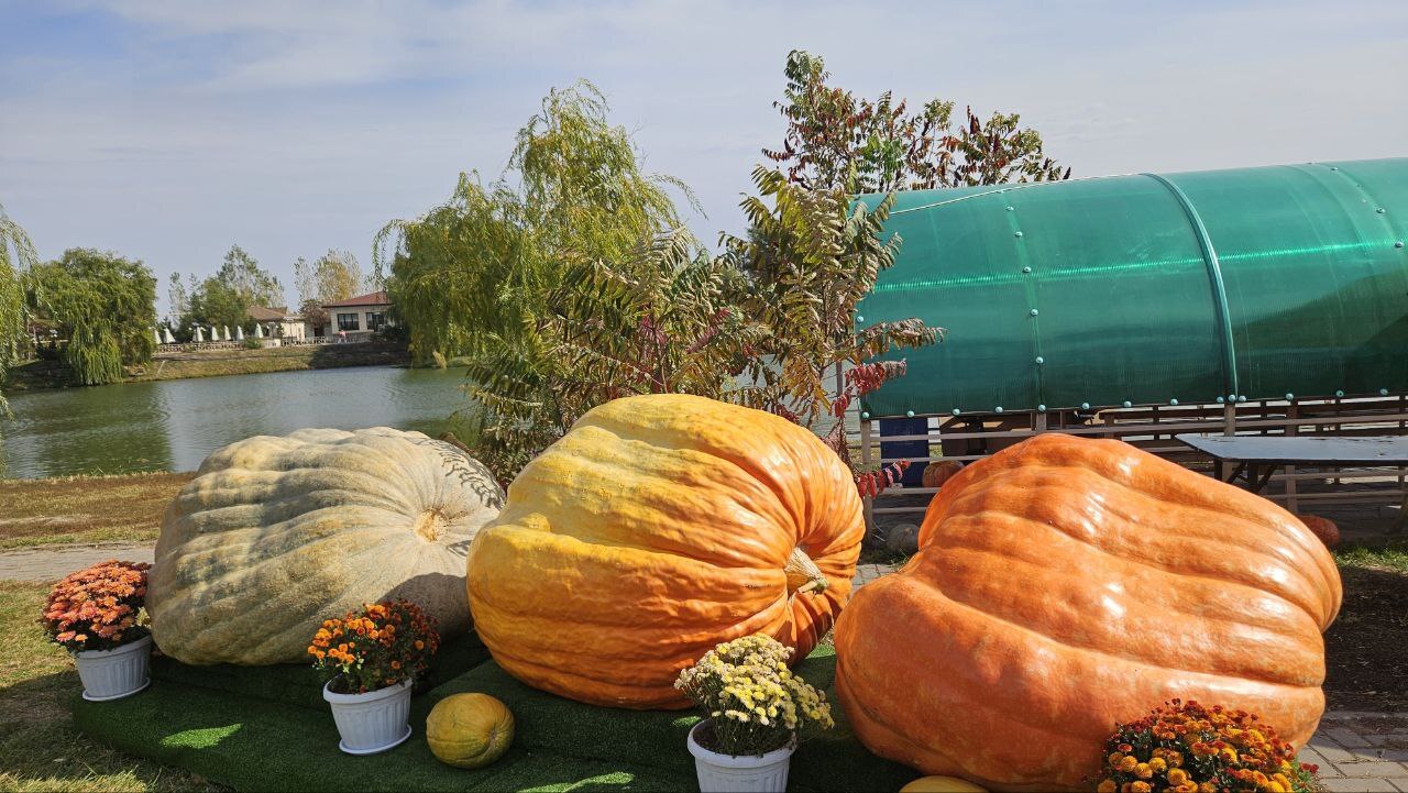 The Great Journey of the Big Pumpkins to Kazakhstan - My, Plants, Garden, Gardening, Garden, Vegetables, Pumpkin, Kazakhstan, Library, Video, Longpost