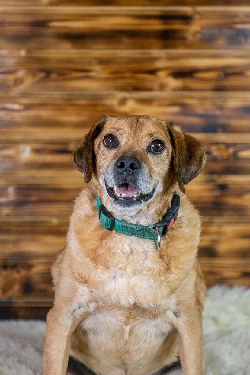 Small, old... Maybe there will be a home for Homer too? - Shelter, Homeless animals, In good hands, Volunteering, Overexposure, Dog, Dog lovers, Good league, No rating, Old age, Longpost