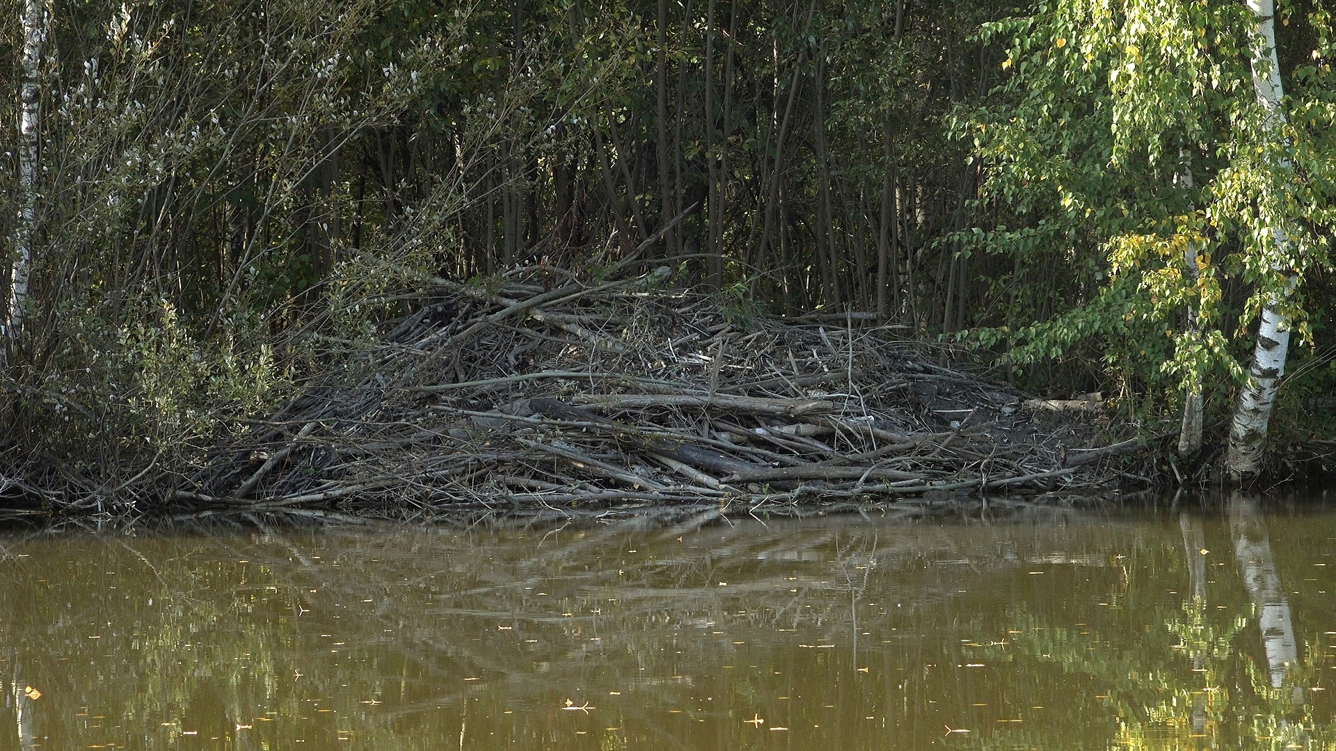 In St. Petersburg, beavers have built a huge hut and are preparing for winter - My, The nature of Russia, Saint Petersburg, Beavers, Beaver Hut, Each creature has a pair, Pavel Glazkov, Longpost