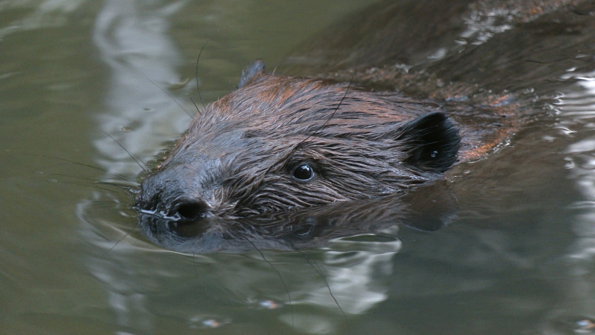 In St. Petersburg, beavers have built a huge hut and are preparing for winter - My, The nature of Russia, Saint Petersburg, Beavers, Beaver Hut, Each creature has a pair, Pavel Glazkov, Longpost