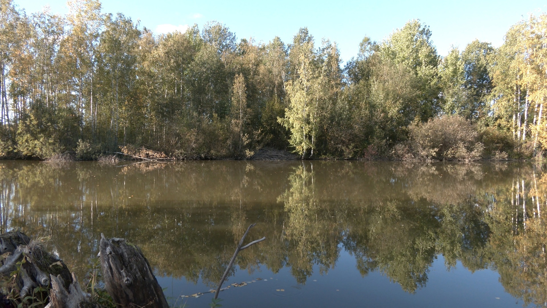 In St. Petersburg, beavers have built a huge hut and are preparing for winter - My, The nature of Russia, Saint Petersburg, Beavers, Beaver Hut, Each creature has a pair, Pavel Glazkov, Longpost