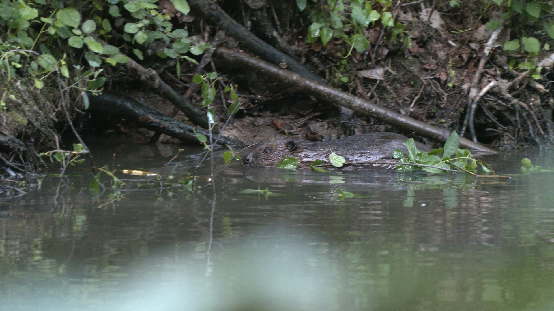 In St. Petersburg, beavers have built a huge hut and are preparing for winter - My, The nature of Russia, Saint Petersburg, Beavers, Beaver Hut, Each creature has a pair, Pavel Glazkov, Longpost