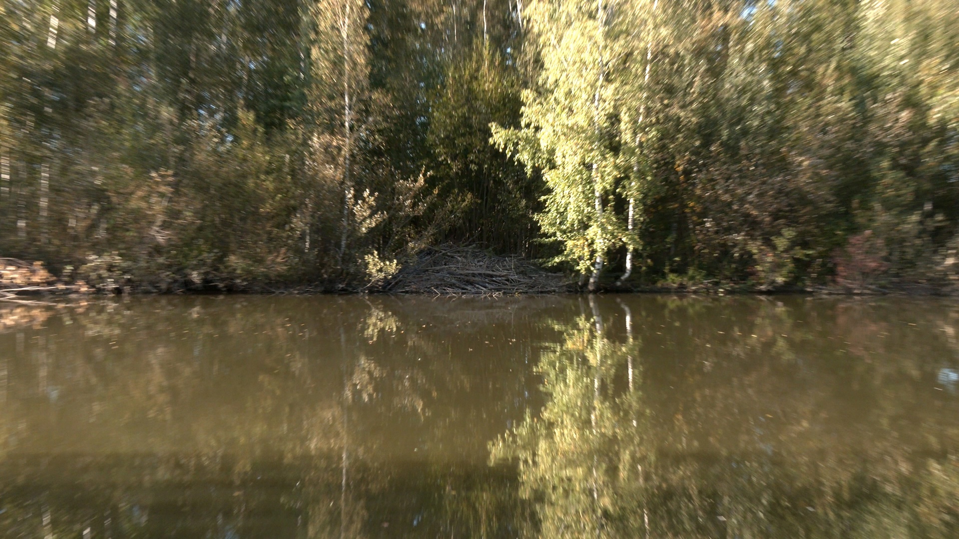 In St. Petersburg, beavers have built a huge hut and are preparing for winter - My, The nature of Russia, Saint Petersburg, Beavers, Beaver Hut, Each creature has a pair, Pavel Glazkov, Longpost