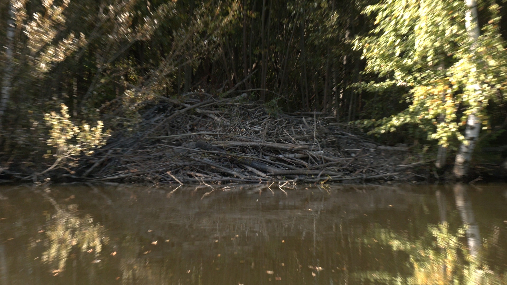 In St. Petersburg, beavers have built a huge hut and are preparing for winter - My, The nature of Russia, Saint Petersburg, Beavers, Beaver Hut, Each creature has a pair, Pavel Glazkov, Longpost