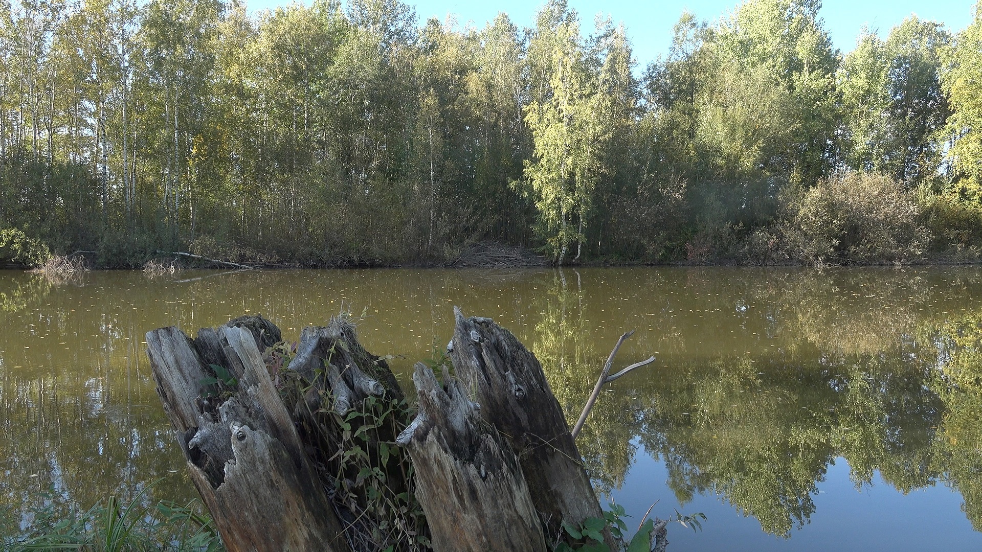 In St. Petersburg, beavers have built a huge hut and are preparing for winter - My, The nature of Russia, Saint Petersburg, Beavers, Beaver Hut, Each creature has a pair, Pavel Glazkov, Longpost