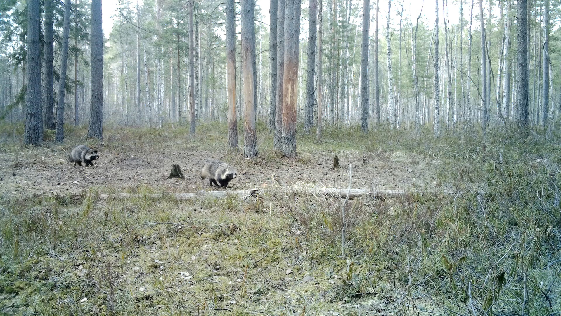 In the Leningrad region, dog-birds have begun to form pairs - My, Leningrad region, Raccoon dog, The nature of Russia, Each creature has a pair, Pavel Glazkov, Longpost