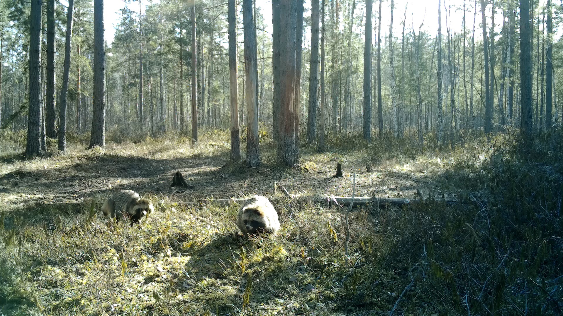 In the Leningrad region, dog-birds have begun to form pairs - My, Leningrad region, Raccoon dog, The nature of Russia, Each creature has a pair, Pavel Glazkov, Longpost