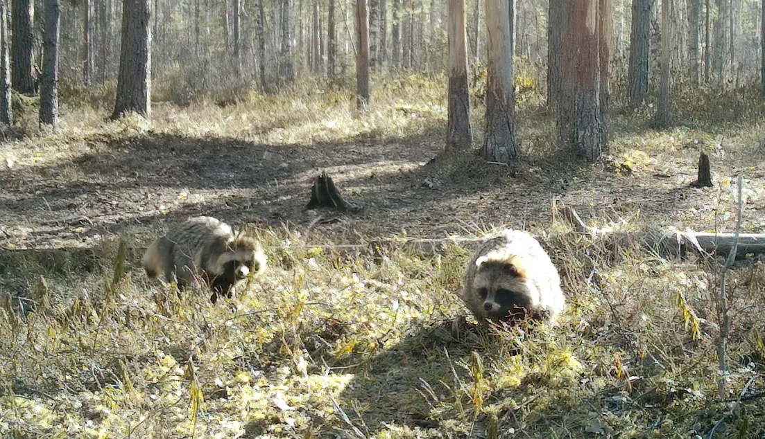 In the Leningrad region, dog-birds have begun to form pairs - My, Leningrad region, Raccoon dog, The nature of Russia, Each creature has a pair, Pavel Glazkov, Longpost