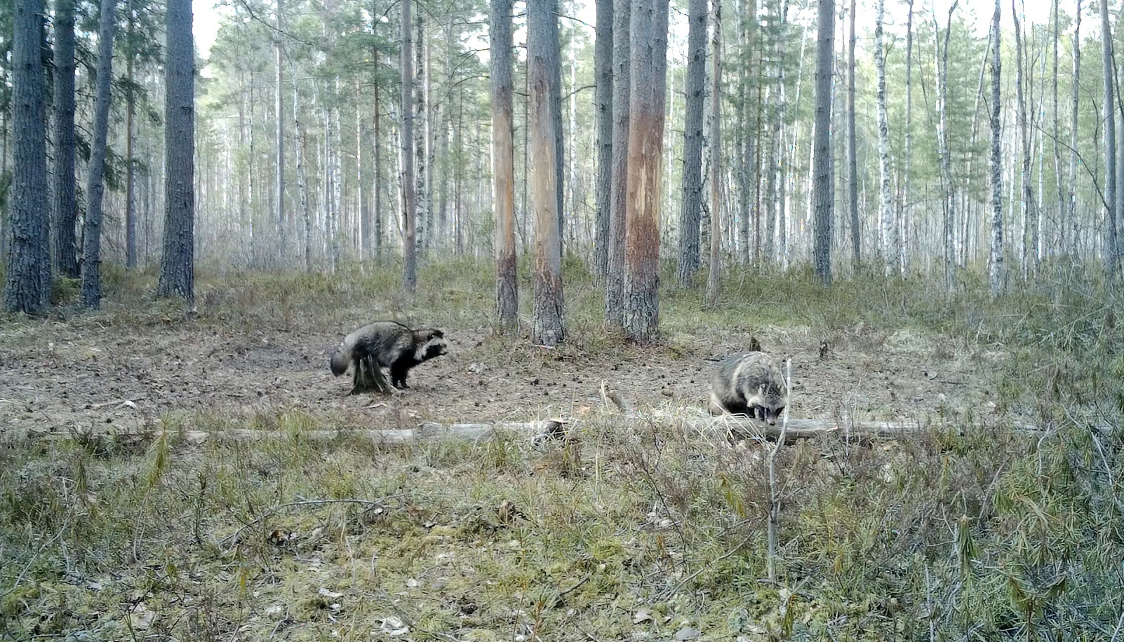 In the Leningrad region, dog-birds have begun to form pairs - My, Leningrad region, Raccoon dog, The nature of Russia, Each creature has a pair, Pavel Glazkov, Longpost