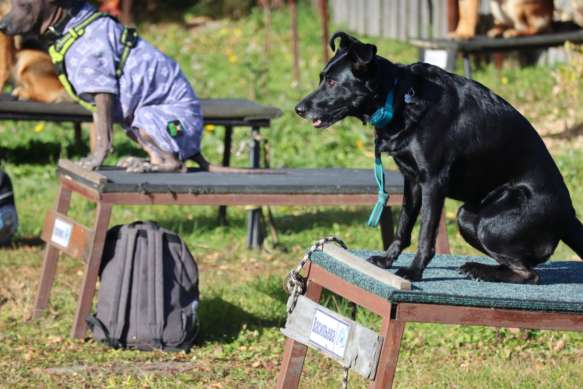 Dog training in Omsk - OCSSSS 05 - 10 - 2024 - Dog, Dog lovers, Puppies, Omsk, Training, Г“Г±Г±Г±, Friend, Care, Friends, Longpost