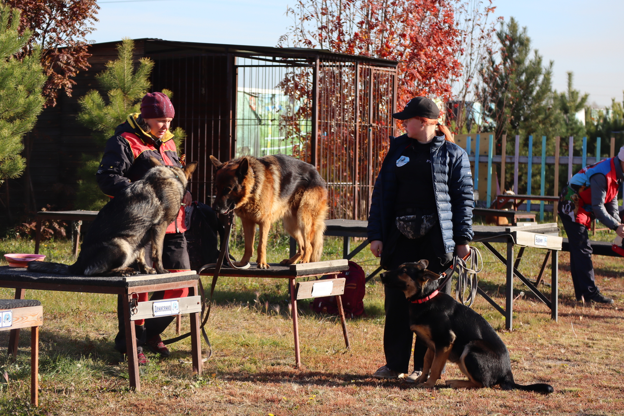 Dog training in Omsk - OCSSSS 05 - 10 - 2024 - Dog, Dog lovers, Puppies, Omsk, Training, Г“Г±Г±Г±, Friend, Care, Friends, Longpost