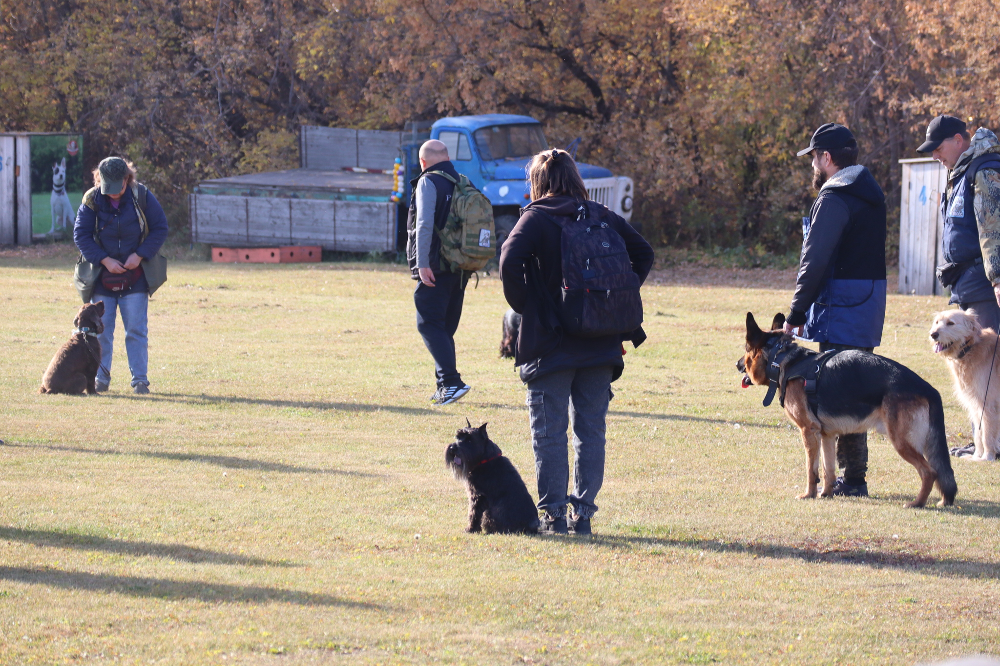 Dog training in Omsk - OCSSSS 05 - 10 - 2024 - Dog, Dog lovers, Puppies, Omsk, Training, Г“Г±Г±Г±, Friend, Care, Friends, Longpost