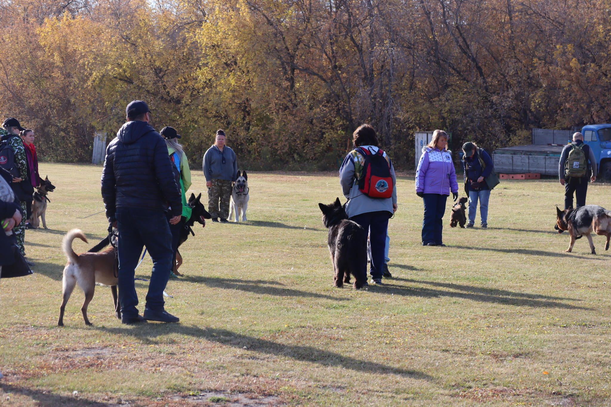 Dog training in Omsk - OCSSSS 05 - 10 - 2024 - Dog, Dog lovers, Puppies, Omsk, Training, Г“Г±Г±Г±, Friend, Care, Friends, Longpost