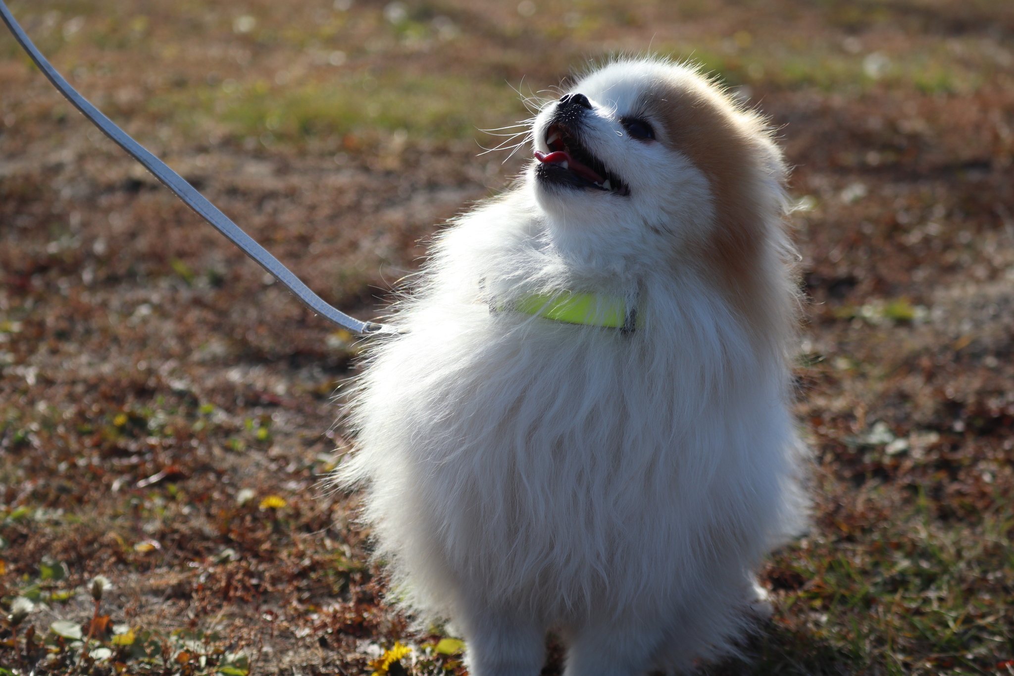 Dog training in Omsk - OCSSSS 05 - 10 - 2024 - Dog, Dog lovers, Puppies, Omsk, Training, Г“Г±Г±Г±, Friend, Care, Friends, Longpost