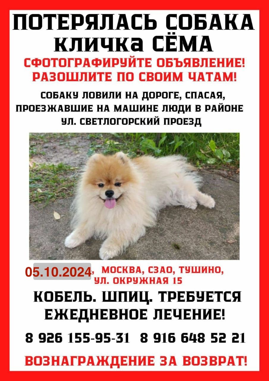 The Spitz Sema, the family's favorite, is lost! - My, Lost, The dog is missing, Good league, Help me find, Dog, Spitz, Moscow