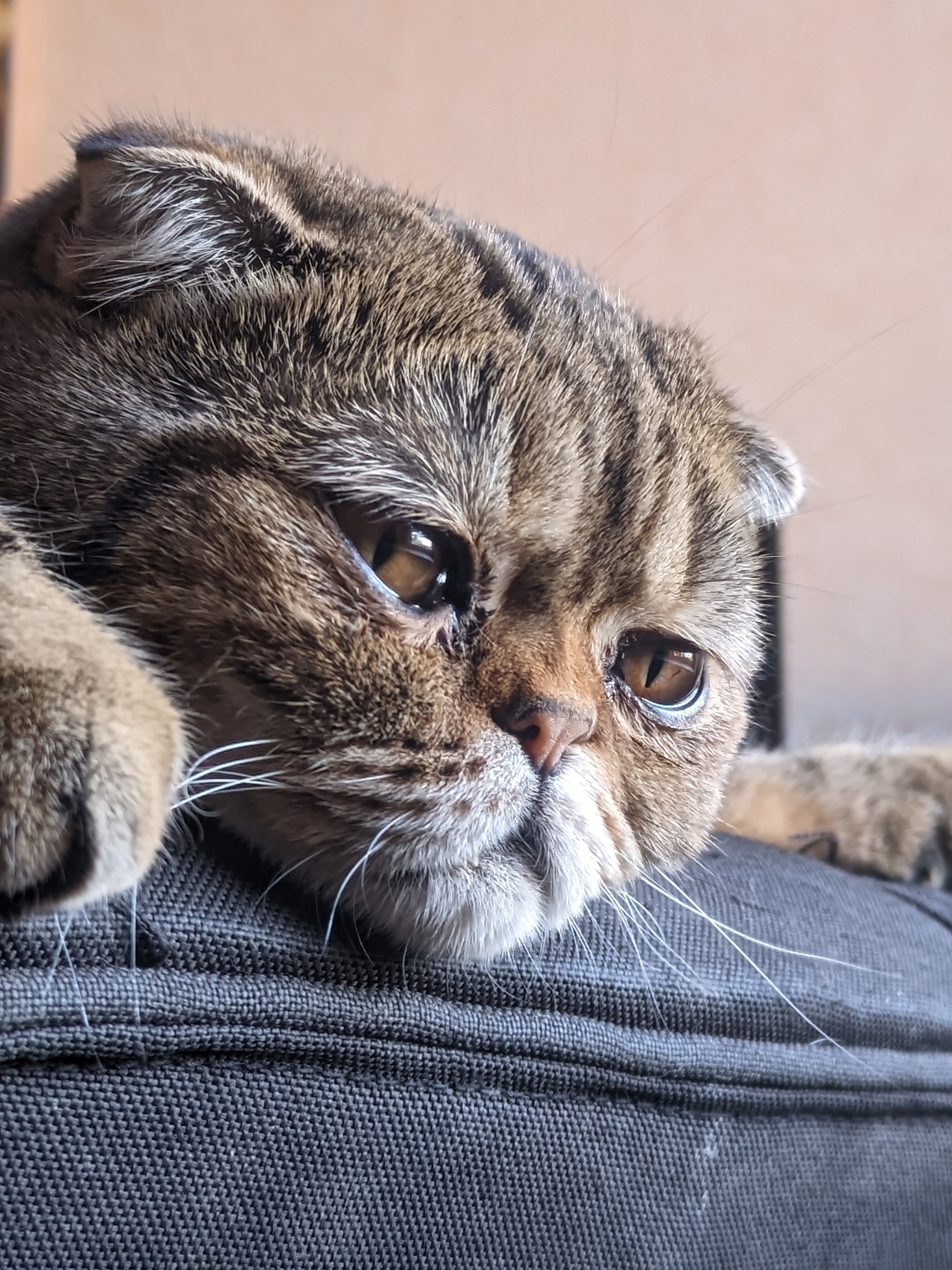 All is decay - My, cat, Animals, The photo