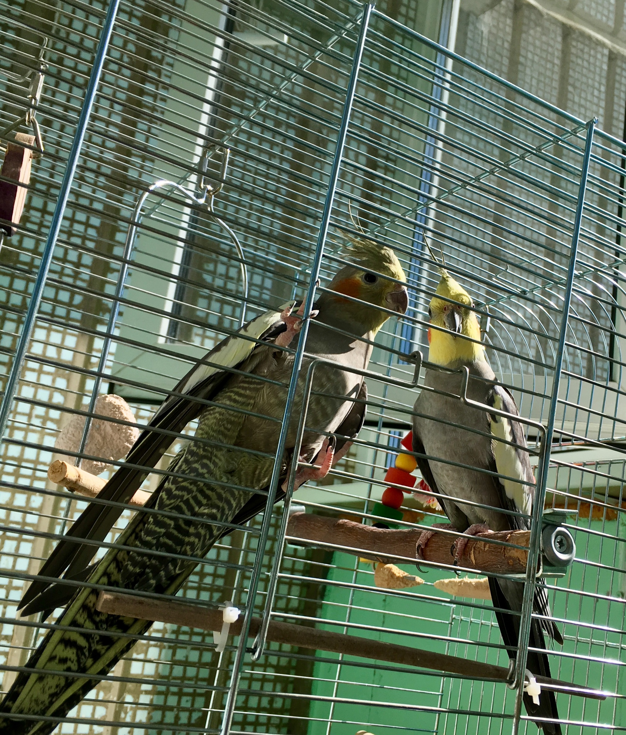 Fly high, our little girl - My, Corella, A parrot, Death, Pets, Love, Longpost