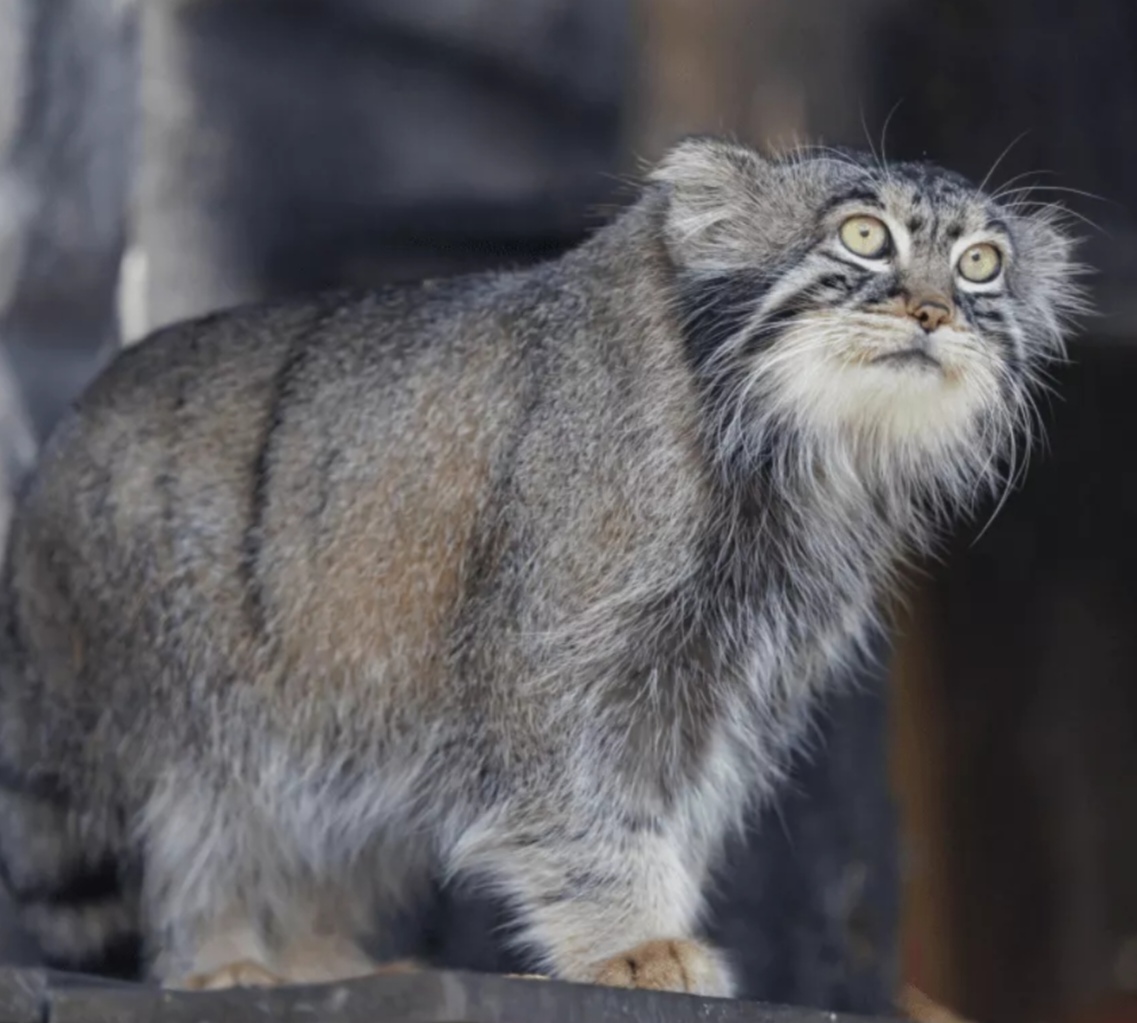 Online broadcast from the enclosure of Pallas's cat Timofey - Wild animals, Predatory animals, Pallas' cat, Cat family, Small cats, Zoo, Moscow Zoo, Manul Timofey, Observation, Longpost, Online, Video, Soundless