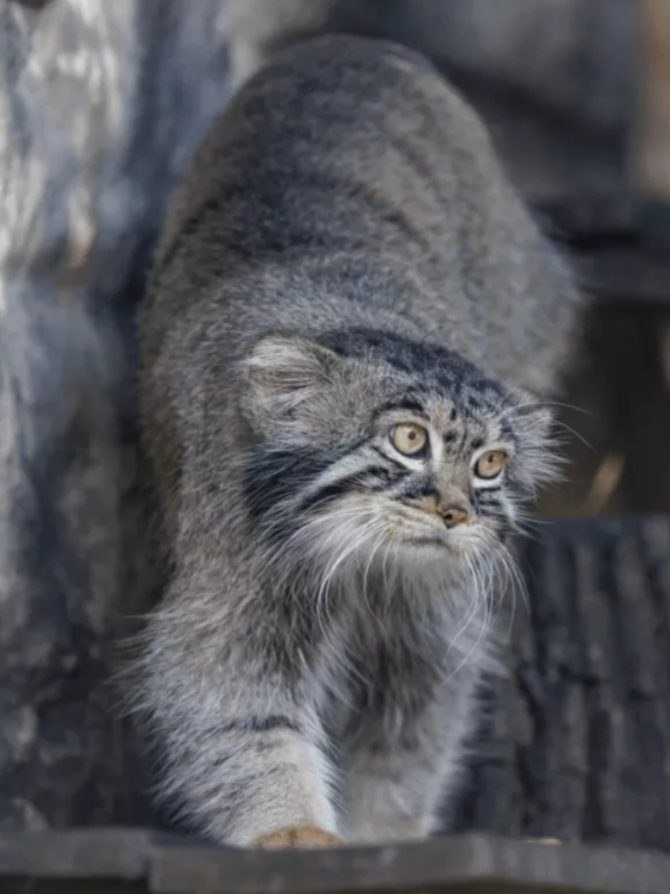 Online broadcast from the enclosure of Pallas's cat Timofey - Wild animals, Predatory animals, Pallas' cat, Cat family, Small cats, Zoo, Moscow Zoo, Manul Timofey, Observation, Longpost, Online, Video, Soundless