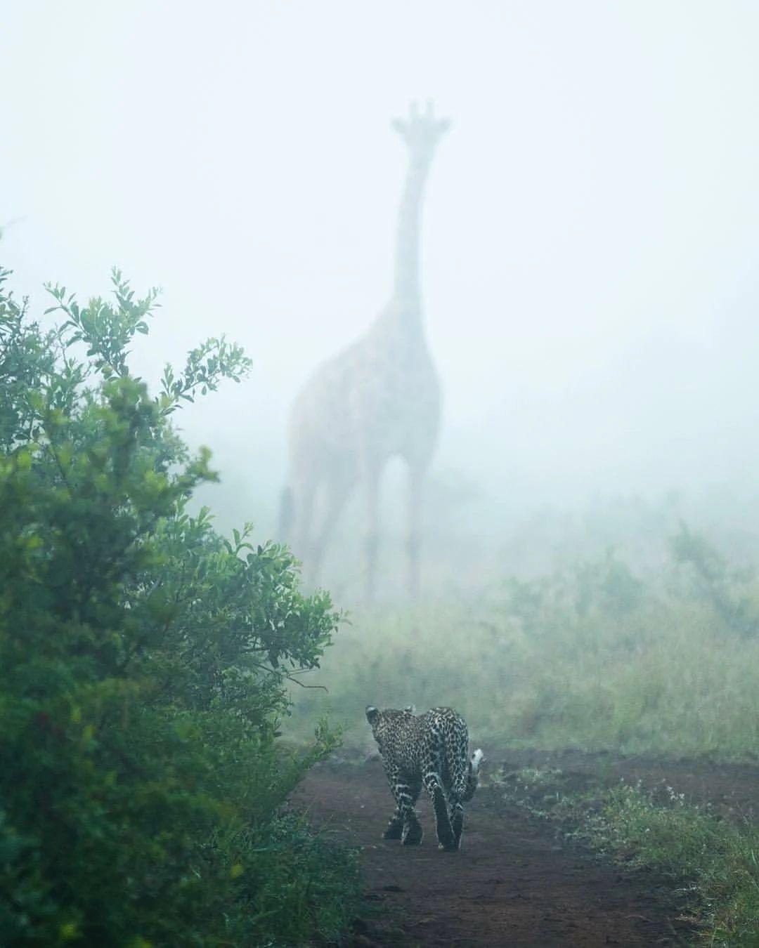 Looks like a scene from an alien movie - Giraffe, Leopard, Fog, Beautiful view