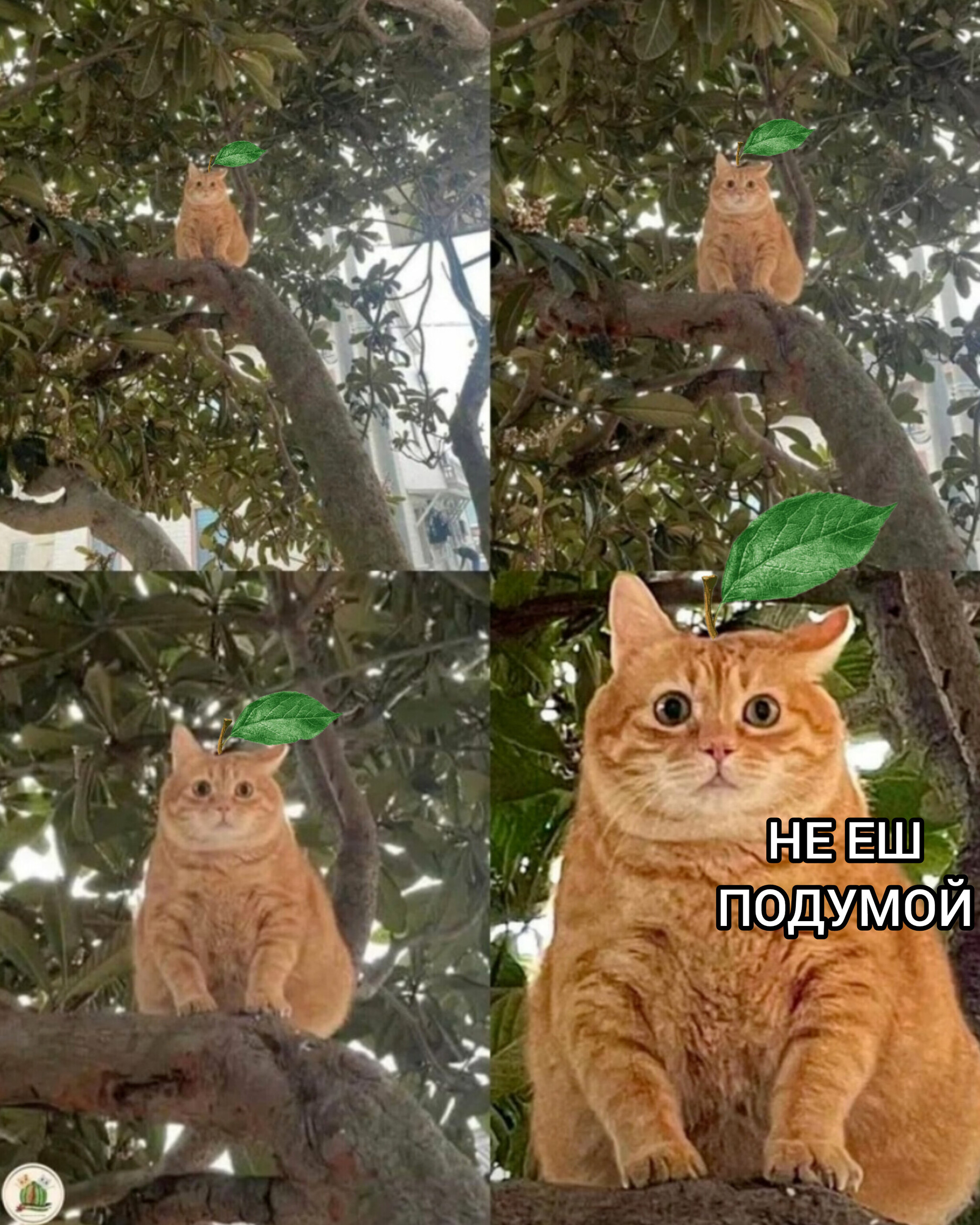 CAT FRUIT - cat, Фрукты, Memes, Humor, Exotic plants, My