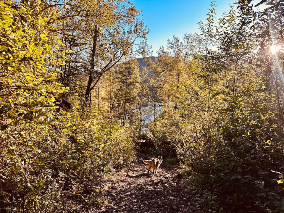 Jordan F — Losing Touch / Victoria Falls Hike (First Approach, Not the Last) - My, Travel across Russia, Hike, Sakhalin, Taiga, Husky, Туристы, Tourism, River, Longpost