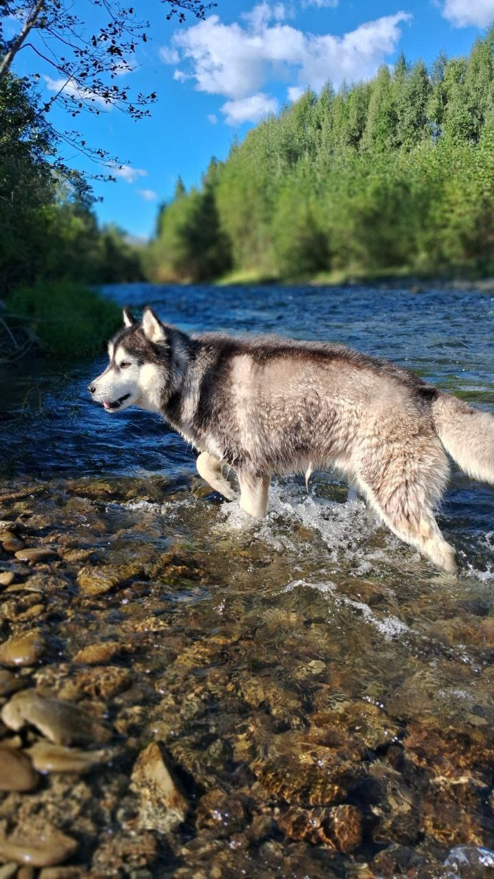 Jordan F — Losing Touch / Victoria Falls Hike (First Approach, Not the Last) - My, Travel across Russia, Hike, Sakhalin, Taiga, Husky, Туристы, Tourism, River, Longpost