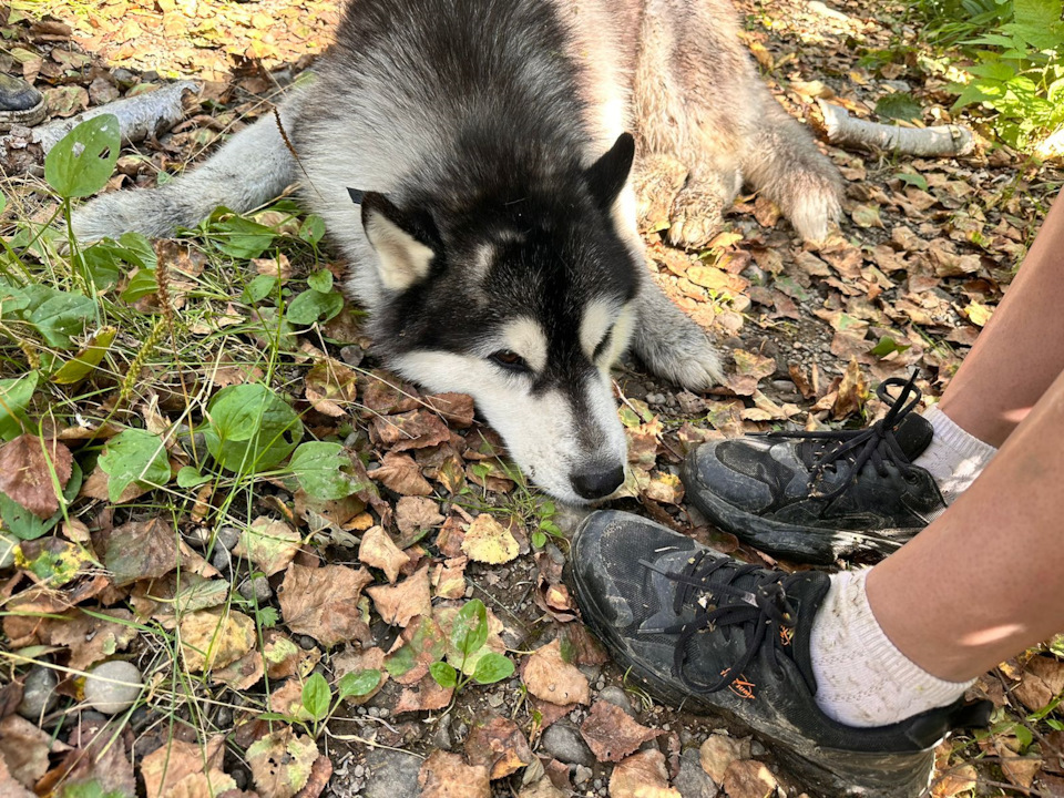 Jordan F — Losing Touch / Victoria Falls Hike (First Approach, Not the Last) - My, Travel across Russia, Hike, Sakhalin, Taiga, Husky, Туристы, Tourism, River, Longpost