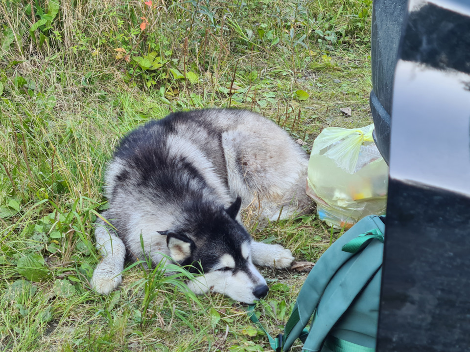 Jordan F — Losing Touch / Victoria Falls Hike (First Approach, Not the Last) - My, Travel across Russia, Hike, Sakhalin, Taiga, Husky, Туристы, Tourism, River, Longpost