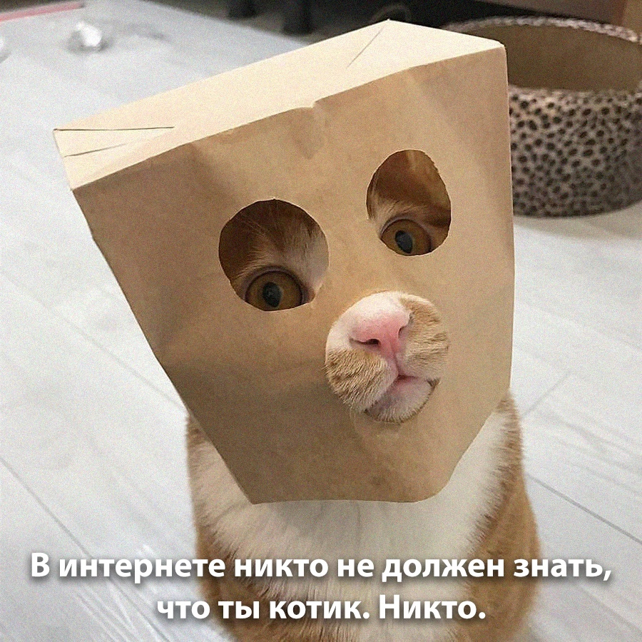 Никто - Кот, Пушистые, Картинки, Юмор