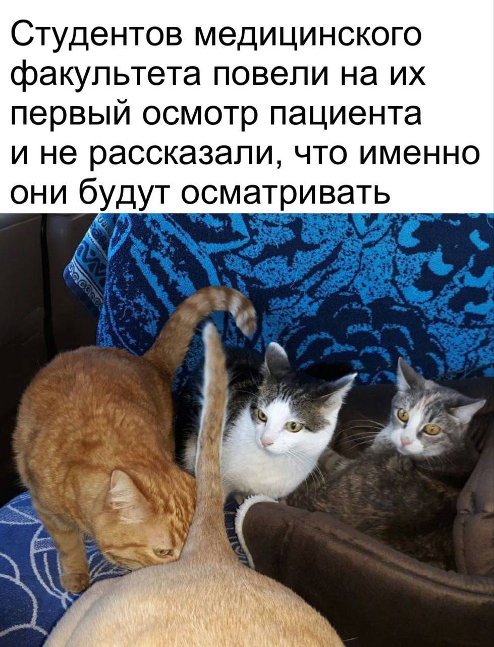 Situation - Humor, cat, Students, The medicine, Picture with text, Telegram (link)