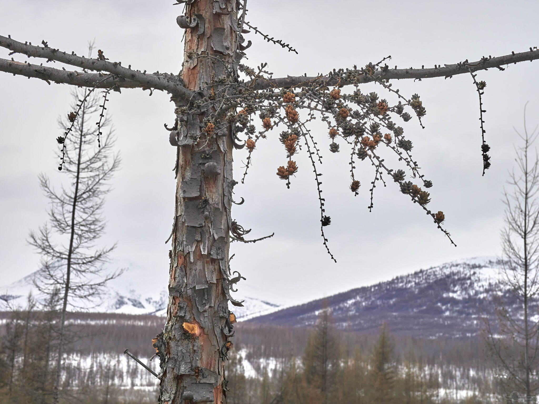 My beautiful Kolyma - My, Kolyma, Landscape, Cones, Longpost, Spring, Snow, The sun, Berries, Cowberry