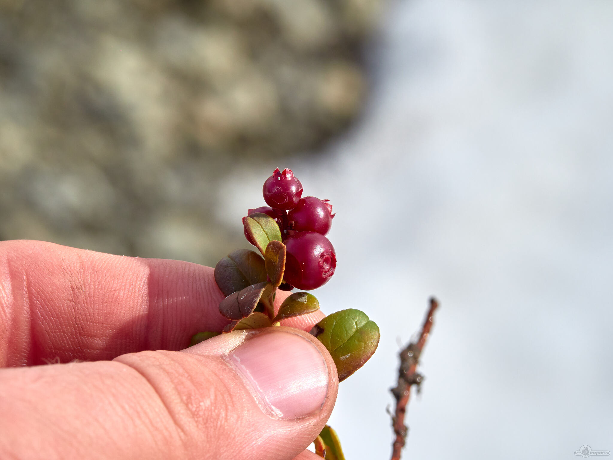 My beautiful Kolyma - My, Kolyma, Landscape, Cones, Longpost, Spring, Snow, The sun, Berries, Cowberry