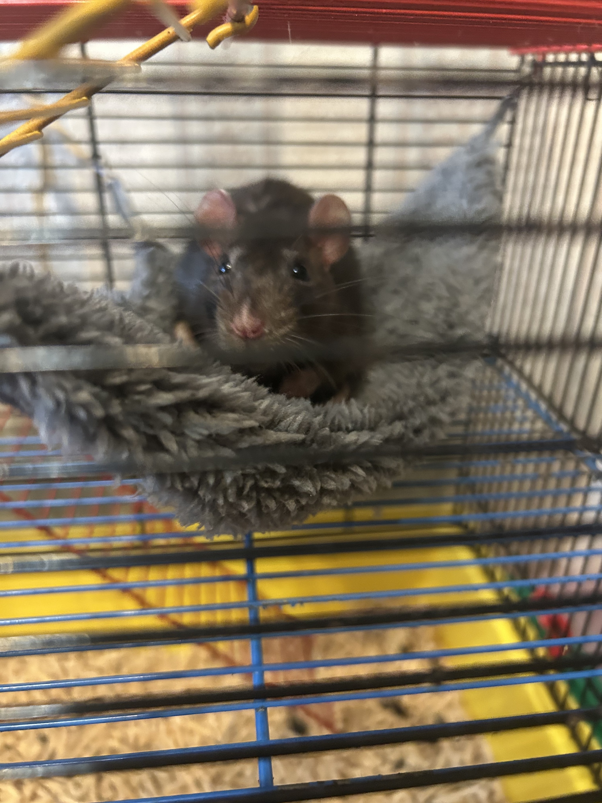 How to convince parents to get a second rat? - Question, Ask Peekaboo, Decorative rats