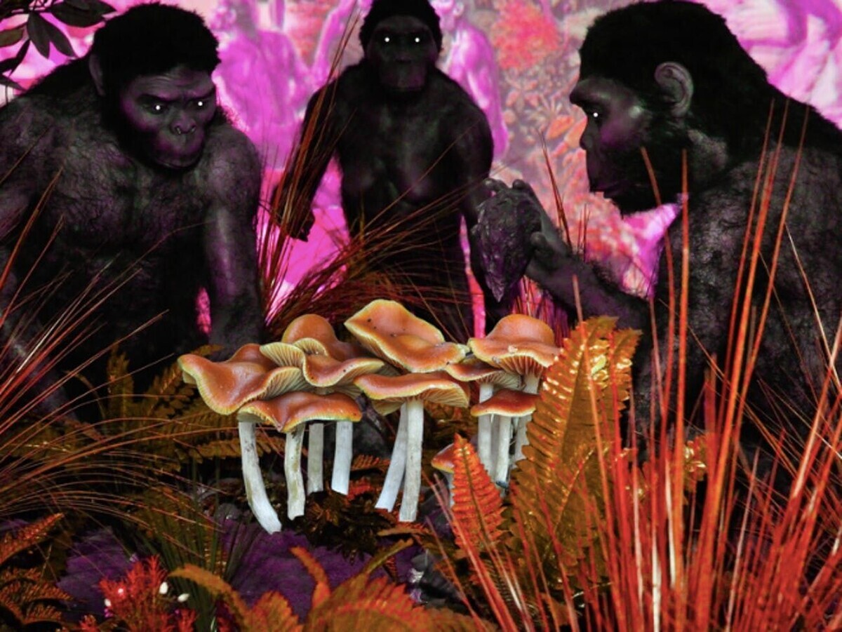 The Theory of the Stoned Monkey: Ancient Man Learned to Think Thanks to Hallucinogenic Mushrooms - My, History (science), Research, The science, Nauchpop, Evolution, Hallucinations, Scientists, Longpost