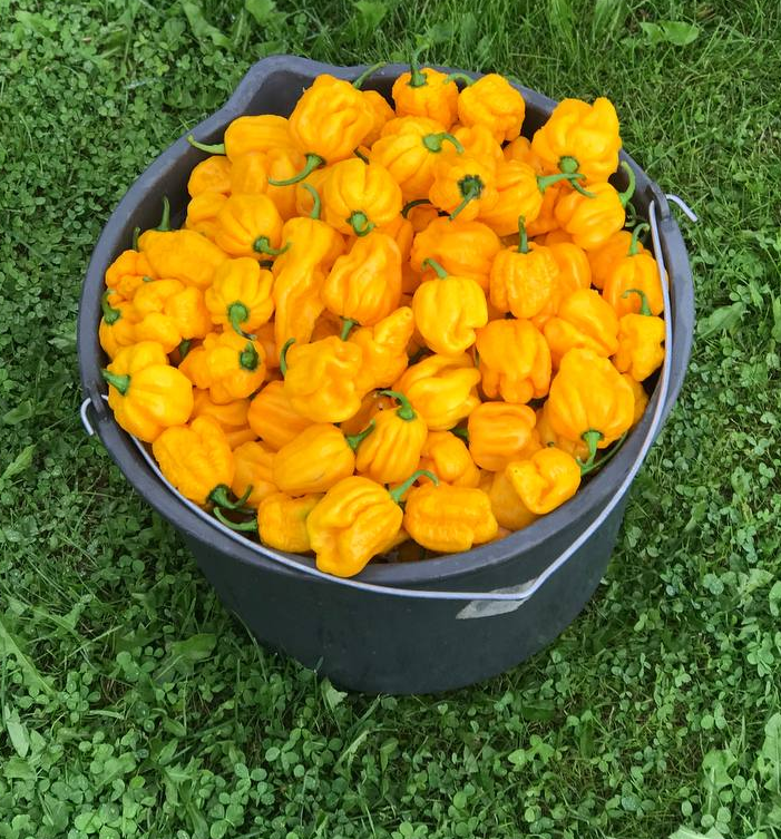 Making Spicy Pumpkin Orange Sauce - My, Hot peppers, Spicy sauce, Spicy cuisine, Preparation, Carolina Reaper, Scorpion Trinidad, Men's cooking, Video, Longpost