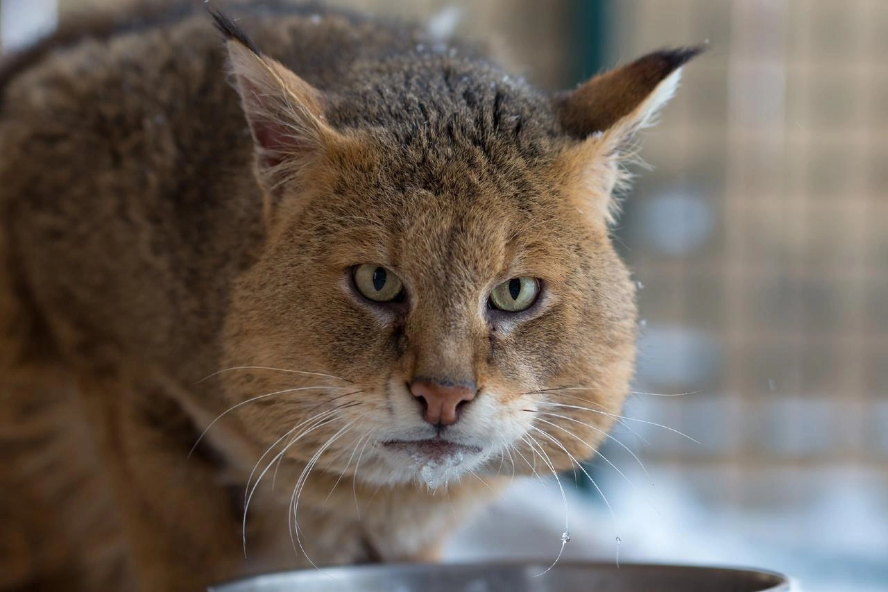 We believe in love - Jungle cat, Barnaul, Zoo, Purchase, Wild animals, Predatory animals, Cat family, Small cats, Red Book, Rare view, Positive