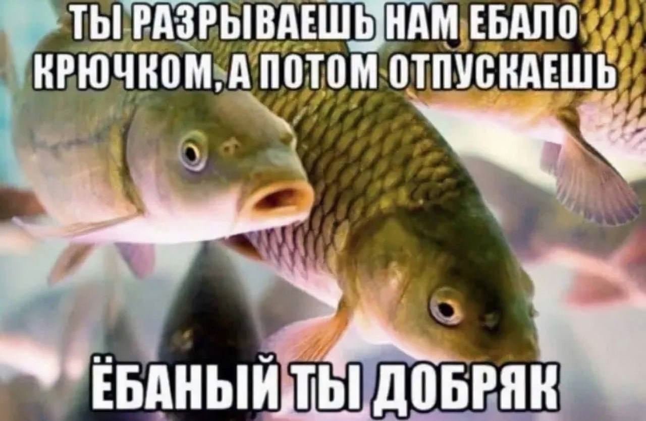 Oh, these humane fishermen - Memes, Humor, Picture with text, Mat, Fishing, A fish, Humanity, Repeat