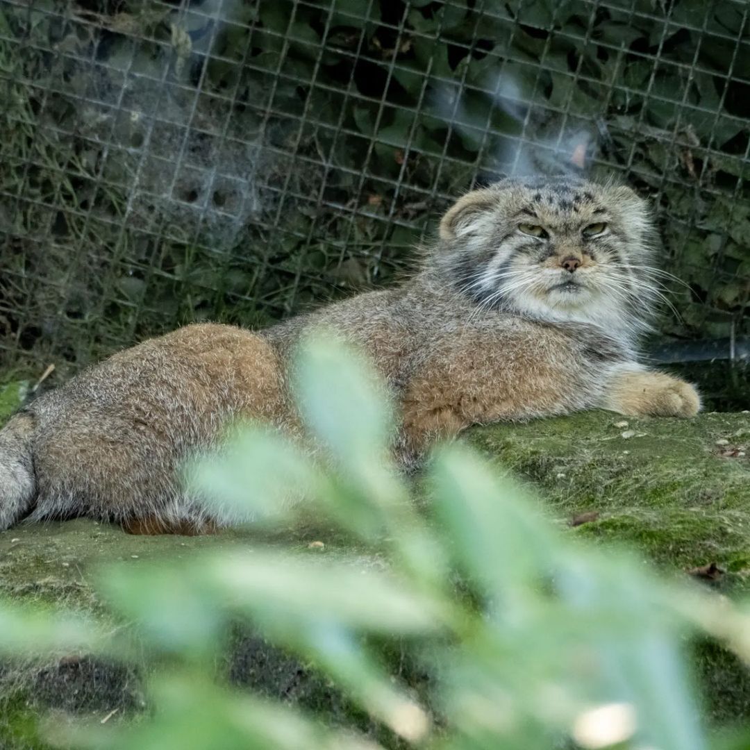 Business sausage - Wild animals, Predatory animals, Pallas' cat, Cat family, Small cats, The photo, Zoo, Instagram (link), Longpost