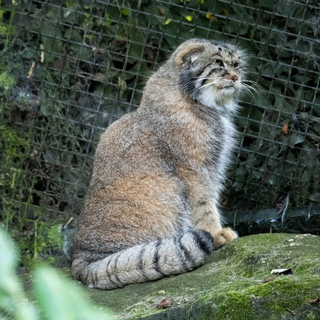 Business sausage - Wild animals, Predatory animals, Pallas' cat, Cat family, Small cats, The photo, Zoo, Instagram (link), Longpost