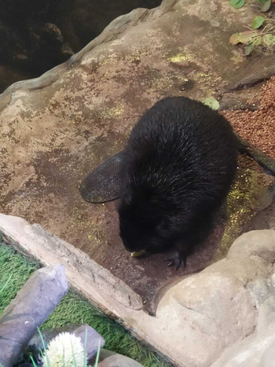 Having breakfast! - Beavers, Mobile photography