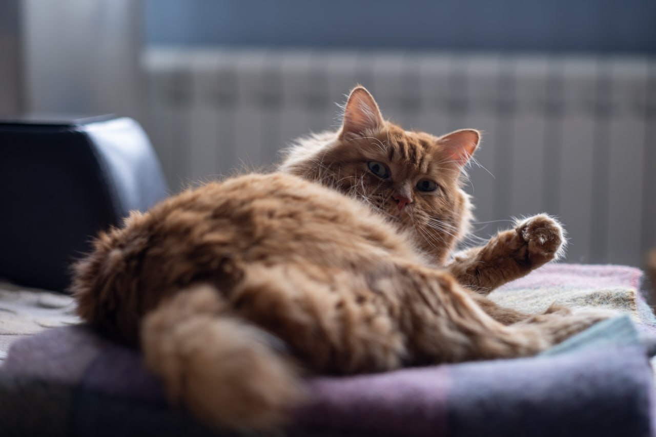 I vote for turning on the heating - My, cat, Redheads, Kurilian Bobtail, The photo