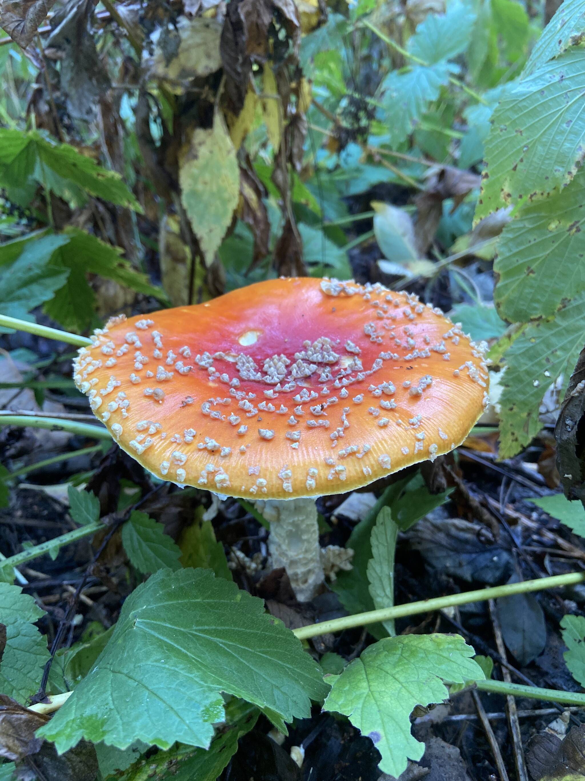 And the fly agaric answers me... (Part 4 of 6) - My, Fly agaric, Microdosing, Self-development, Psychology, Psychonautics, Mushrooms, Magic mushrooms, Altered consciousness, Pav, Dietary supplement, Trip-Report, Benefit, Experiment, Mycology, Mikhail Vishnevsky, Text, Longpost