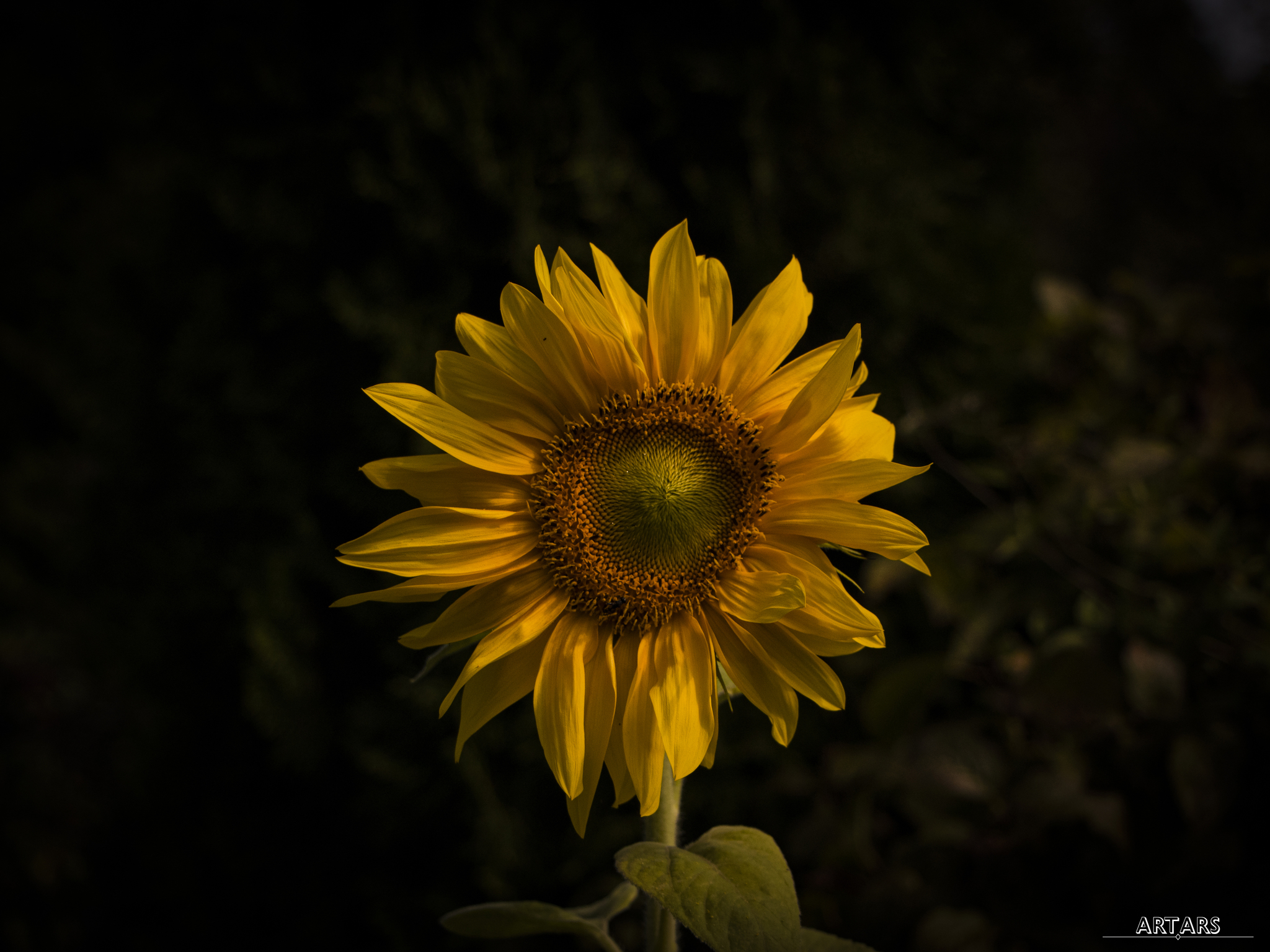 Helianthus | Sunflower - My, Plants, The photo, Photographer, Sunflower, Planet Earth, Bloom, Beautiful view