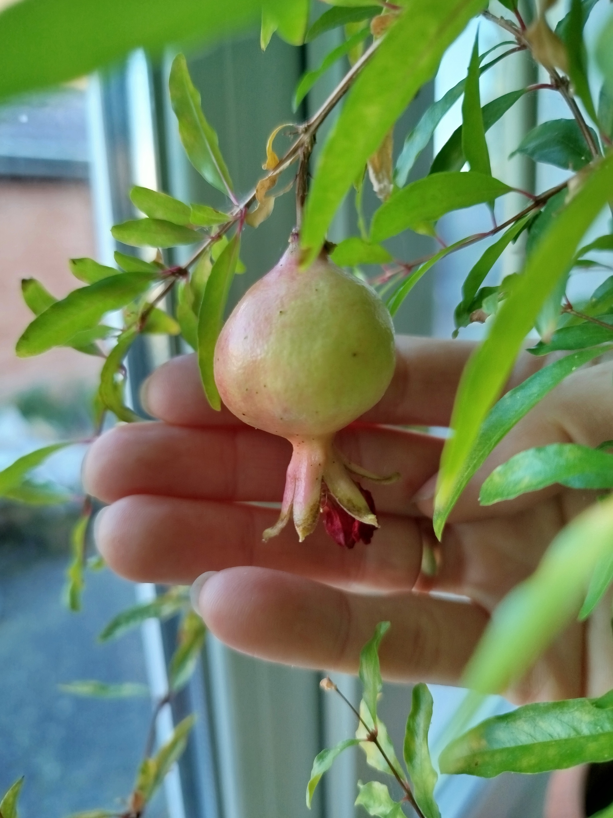 Pomegranate - My, Garnet, Fruit, Growing, Houseplants