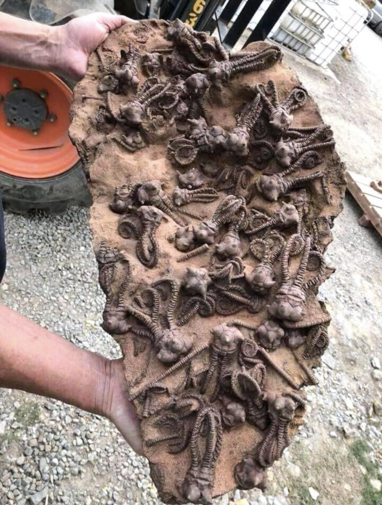 Fossil, age: 280 million years. Found in Australia - The photo, Australia, Fossils, Repeat