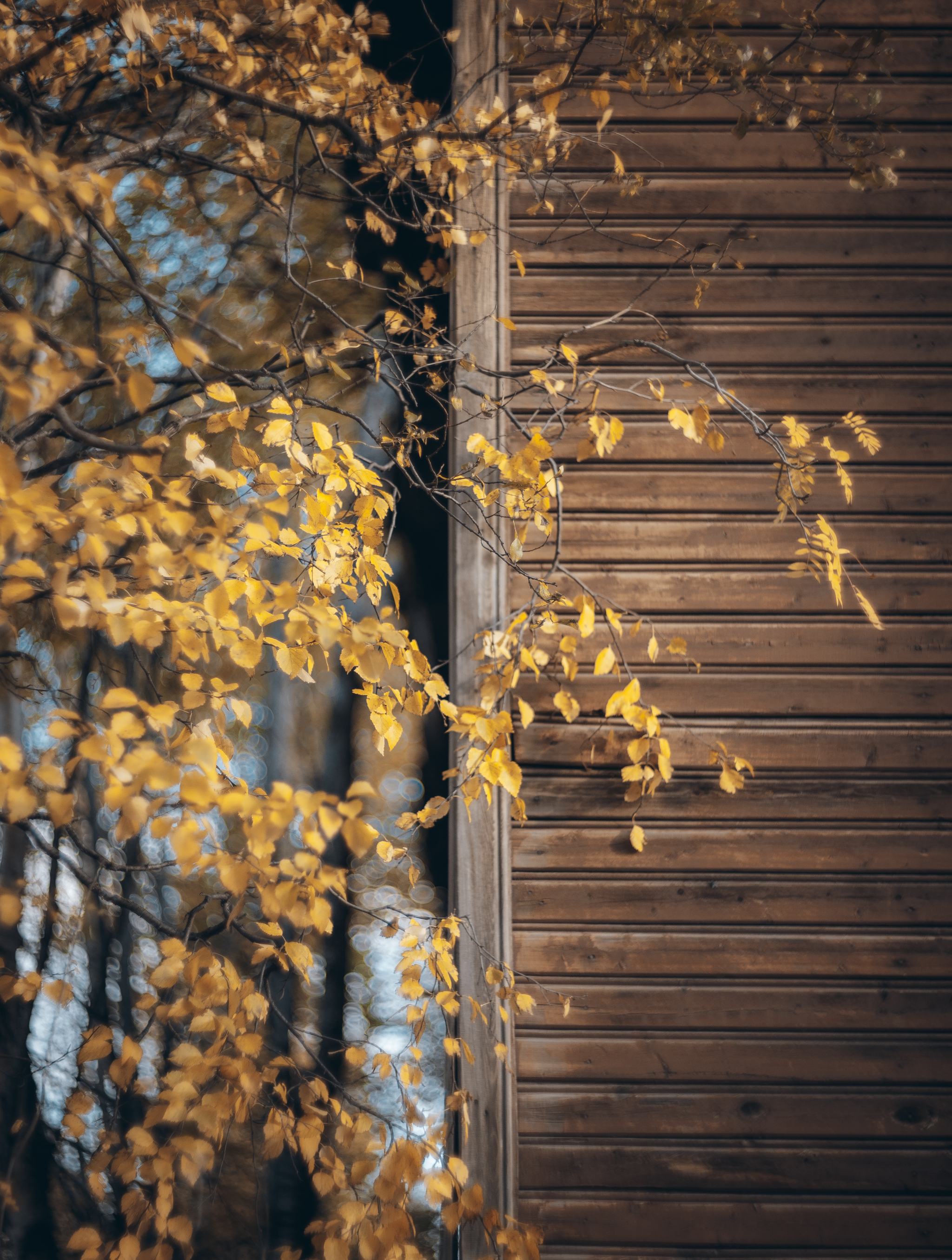 Autumn walk along Bondarnaya and Pervomayskaya streets - My, Murmansk, Kola Peninsula, Longpost