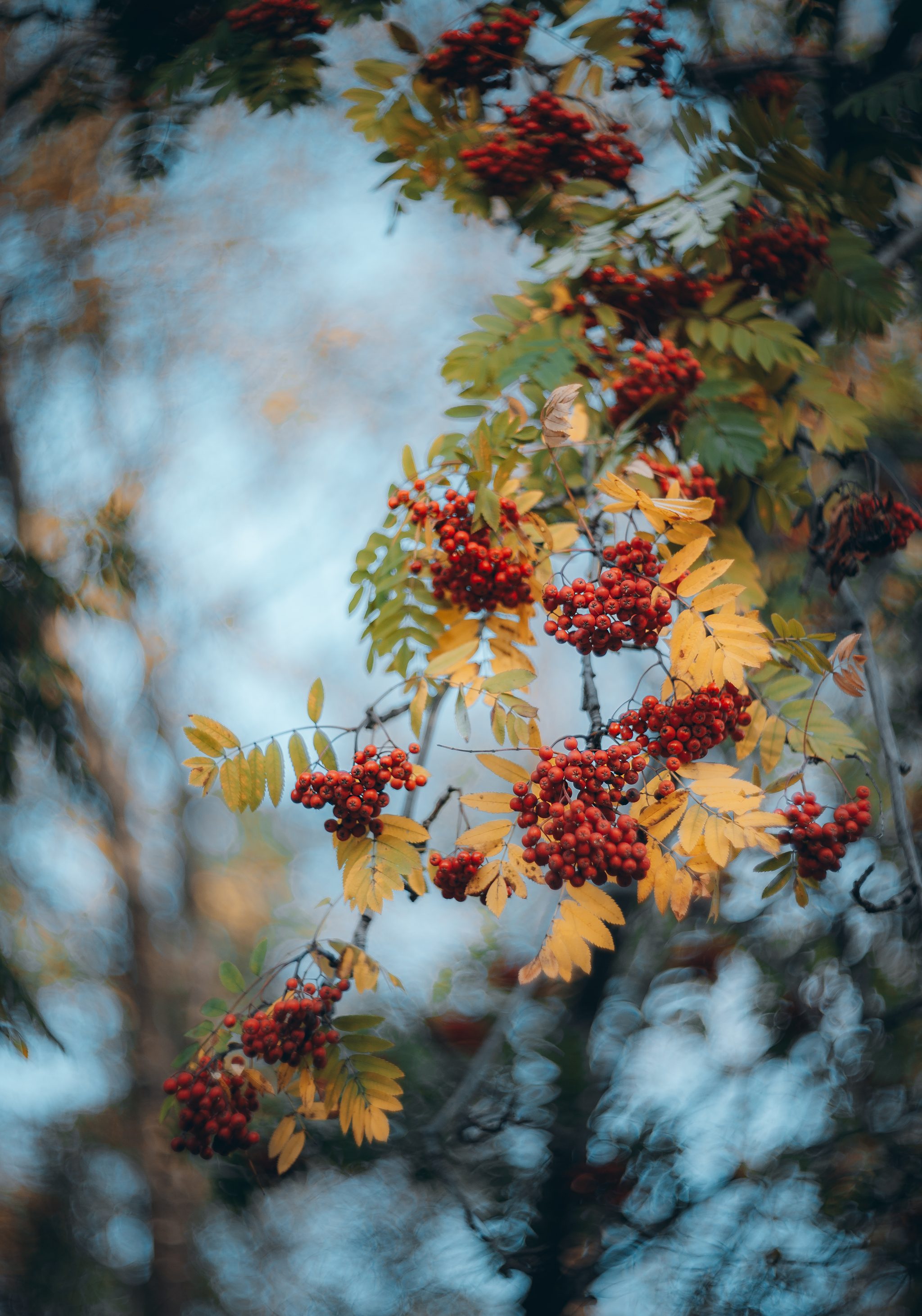 Autumn walk along Bondarnaya and Pervomayskaya streets - My, Murmansk, Kola Peninsula, Longpost