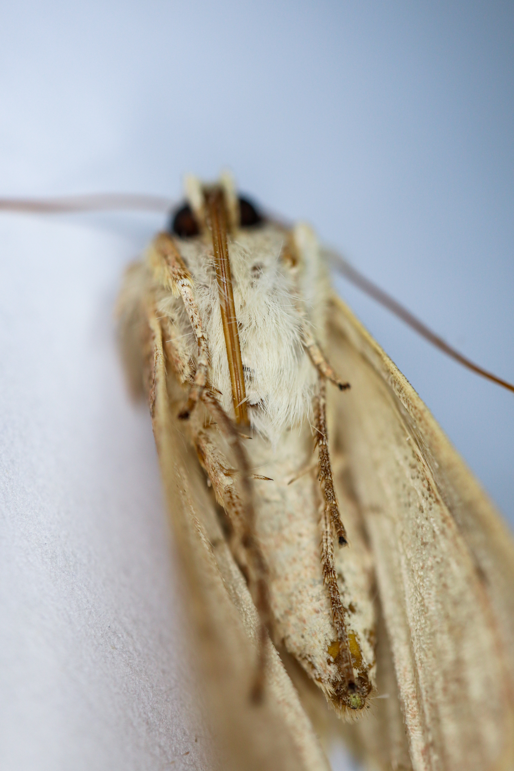 Photo project Let's take a closer look post #103. Sova - My, Macro photography, Nature, Insects, Microfilming, Longpost